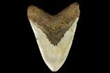 Fossil Megalodon Tooth - North Carolina #124388-2